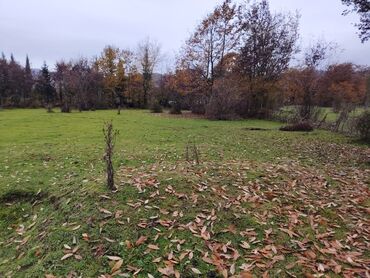 Torpaq sahələrinin satışı: Kənd təsərrüfatı — 5