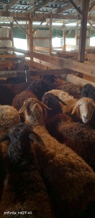 Баран, овца: Продаю | Баран (самец) | На забой — 3
