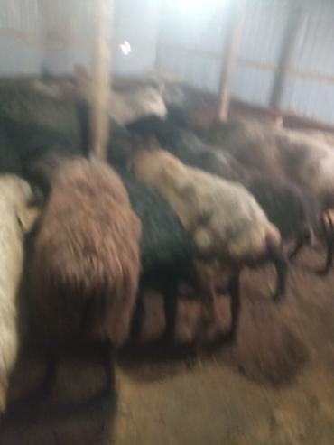 Баран, овца: Продаю | Ягненок, Баран (самец) | Для разведения | Матка — 3