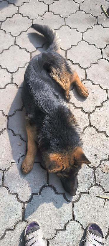 Продажа собак: Щенок немецкой овчарки Продаётся чистопородный щенок Немецкой — 2