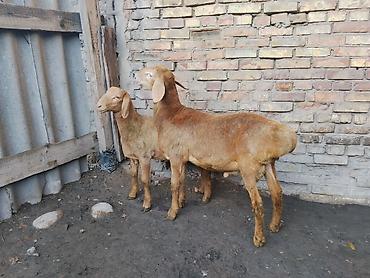 Кочкорлор, койлор: Сатам | Кочкор (эркек) | Гиссар | Көбөйтүү үчүн | Асыл тукумдуу — 3