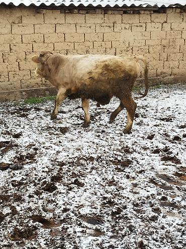 Коровы, быки: Продаю | Бык (самец), Тёлка | Для разведения — 11