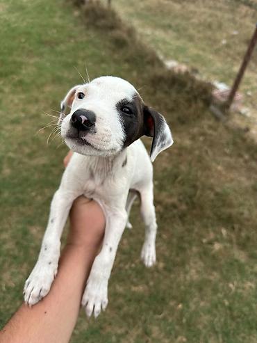 labrador it: Pitbul, 1 ay, Erkək, Pulsuz çatdırılma — 4