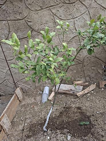 sitili: Sitrus ağacı fidanı - Növ: Limon tipli sitrus (şəkildəki yarpaq — 1