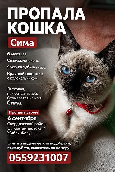 Пропала : Сиамская, Девочка at lalafo.kg Пропала : Сиамская, Девочка