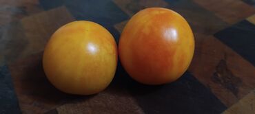 Povrće, voće: Seme domaćih sorti paradajza Opis: - Raznovrsne stare i egzotične — 2