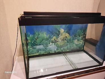 akvariyum: Parametrləri 70×30×45 akvarium satılır. 94 litr,2 hissəyə bölünür - — 2