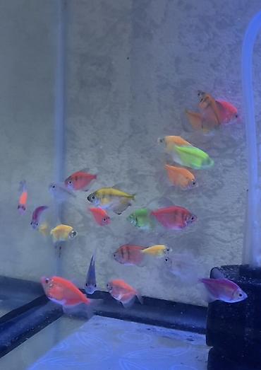akvarium balıq novləri: Glofish, Sülhsevər, Ünvandan götürmə, Pulsuz çatdırılma, Ödənişli çatdırılma — 1