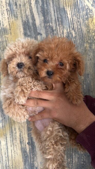 İtlər: Pudel, 2 ay, Erkek, Peyvəndli, Pulsuz çatdırılma — 16