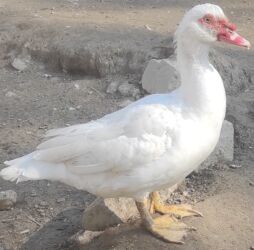 dana qiyməti xacmaz: Самец, | Lal ordek, Для разведения, Самовывоз