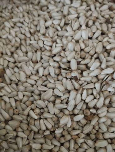 зерновая автоматическая кофеварка: Семена и саженцы