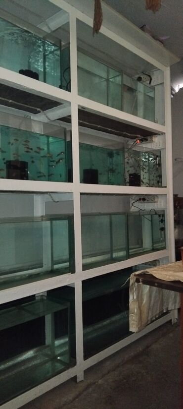 Akvariumlar: Dördbucaq akvarium, Balıqlarla birlikdə, 16 l, Ünvandan götürmə — 1