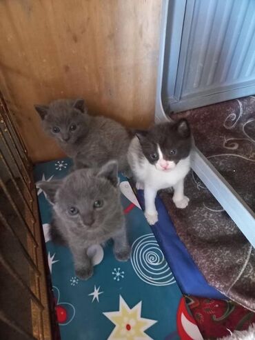 шатландские котята: Пристраиваются красивые котята 3 мальчика и 1 девочка. Им 1 месяц