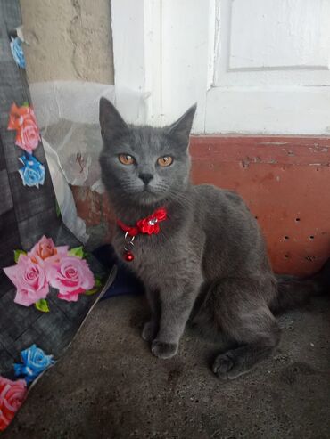 котик в добрые руки: Шотландская, Самка, Платная доставка