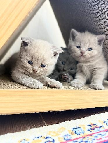 вет: Ит кууту: Скотиш Фолд (Шотландиялык шалпаң кулак), Эркек, 2 жаш, Көгүлтүр — 5