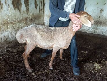 дойный козы: Продаю | Овца (самка), Ягненок | Арашан | Для разведения | Матка, Ягнившаяся
