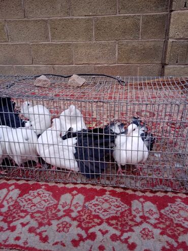 Птицы: Продаю, Чернохвостых Павлинов,проглистованы и.т.д.(пол) голубей не — 2