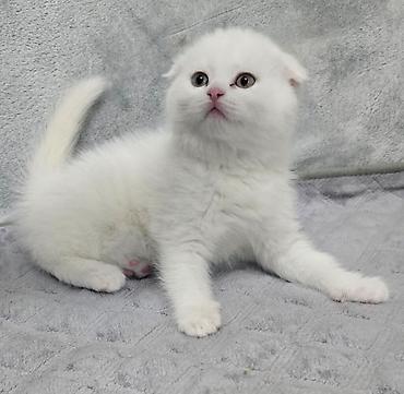 Кошки: Шотландская вислоухая, Самец, Самка, В добрые руки, Платная доставка, Доставка в районы, Самовывоз — 2