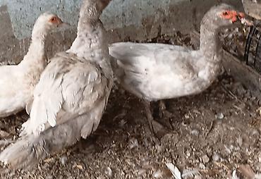 super alabay kl type 1: Erkək, | Lal ördək, Damazlıq — 4