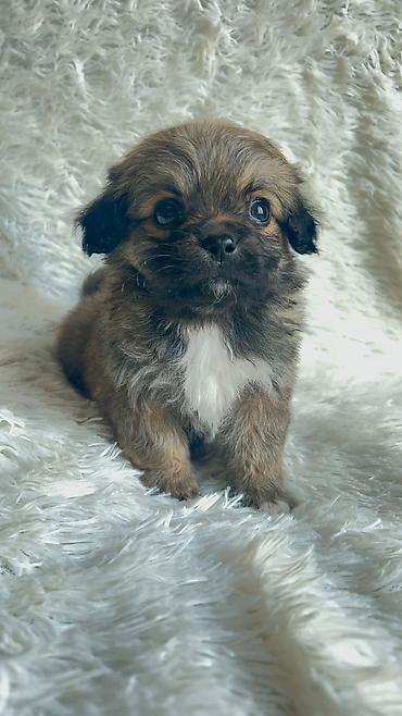 İtlər: Pekines, 2 ay, Sənədli, Ödənişli çatdırılma, Pulsuz çatdırılma — 5