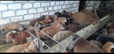 Qoyunlar, qoçlar: Erkək, il: 4, 14 kq, Ətlik, Pulsuz çatdırılma