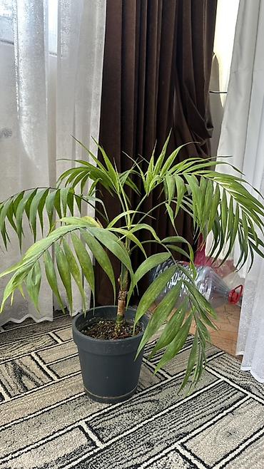 kalo: Xamedoreya (Chamaedorea) – Dağ palması, Otaq bitkisi — 1