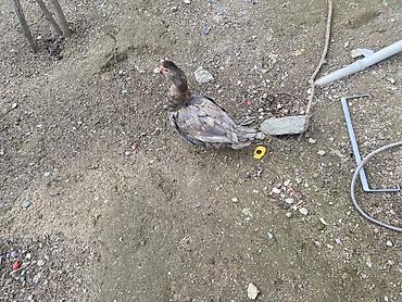 Ördəklər: Muscovy (barbariska) ördəkləri – boz-qəhvəyi rəng çalarında, qırmızı — 1