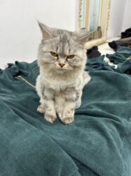 pişik cütleşdirme: Британская, Самка, В добрые руки, Самовывоз, Платная доставка, Доставка в районы