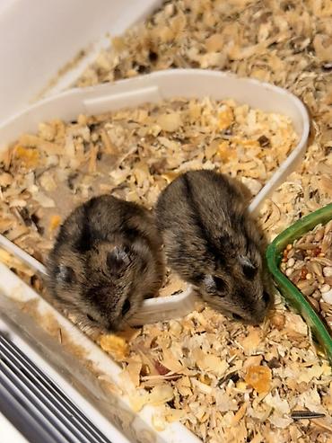 хомяки даром: 🐹💕 МАЛЕНЬКАЯ ПАРОЧКА ИЩЕТ НОВЫЙ ДОМ! Продаём пару хомяков вместе 🏡 🐹🐹 — 1