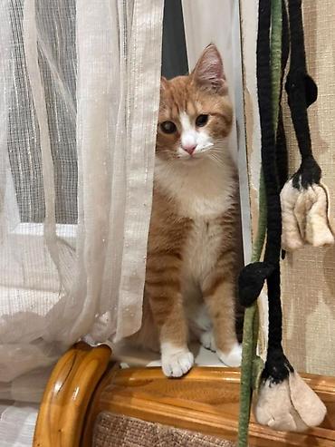 кошка куплю: Кошка даром: Беспородная, Мальчик — 1