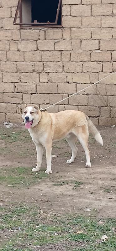 İtlər: Qurdbasar, 8 ay, Erkek — 5