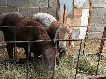продажа баранов в бишкеке: Продаю | Ягненок, Баран (самец) | Полукровка, Арашан | На забой, Для разведения | Племенные