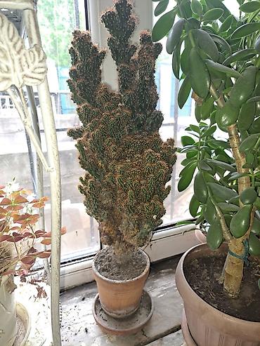 Зоотовары: Продаю домашние цветы разные не дорого смотрите мой профиль выбирайте — 7