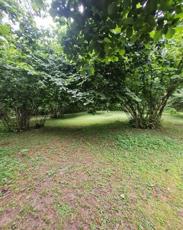 zapi satisi: TƏCİLİ SATİS🚨BARTER VAR🚙OĞUZ RAYONU🏞️ 🌳 XAÇMAZ KƏNDİ🌲 TURİZİM ƏRAZİSİ