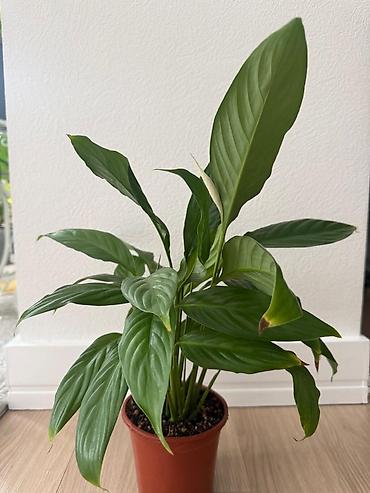 покрывалы: Спатифиллум (Spathiphyllum) в горшке. - Пышное декоративно-лиственное — 2