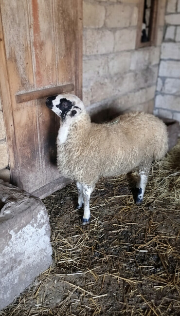 Qoyunlar, qoçlar: Qoyun. Toğlu Bu toğlu Dizi gözü qara sağlam damazliqa yararli sakit ev — 3