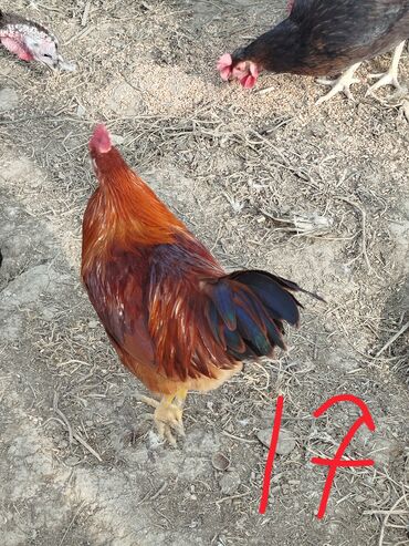 Xoruzlar: Hər cürə xoruzlar var ustunde qiymətləri var Təsvir: - Şəkillərdə — 7