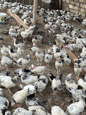 serebrist toyuqlar satılır: Sağlam çolpalardı təmiz serbirisdi çəki 800 qram 900 qramdı