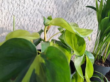 cempres u saksiji: Filadendron Brazil sa prve slike je 800, Palma Areca sa druge je 600