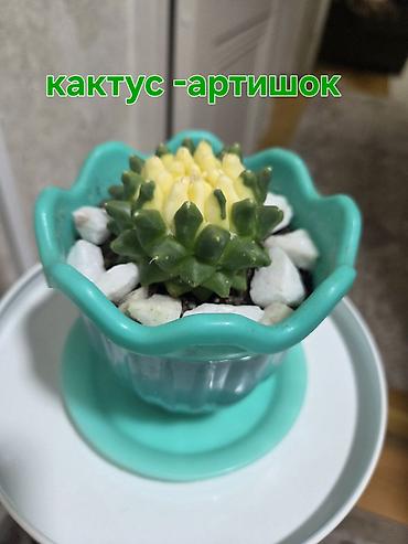 Бөлмө өсүмдүктөрү: Мини-композиция из суккулентов и кактусов в прозрачной круглой кашпо — 1
