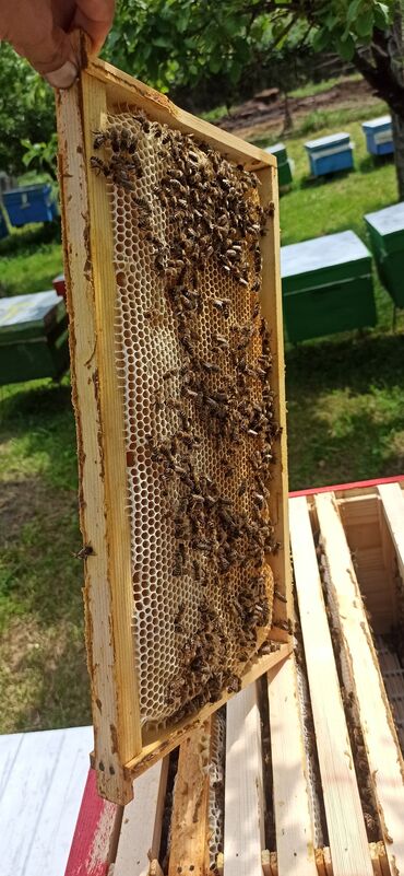 yaponka toyuq satisi: Arı ailəsi satılır