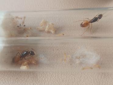 матка пчелы: Camponotus fedtschenkoi - желтые земляные муравьи. Матка - 12-13 мм — 1