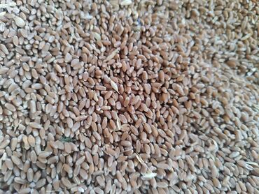 продажа щенков немецкой овчарки в бишкеке с документами: Продаю пшеницу, сорт Алексеевич(первая репродукция). Дает очень