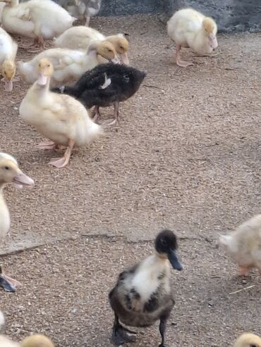 Cücələr: 110 dendi 27 gunukdu tam saglam yawilbaw ve pekin ordek balsi 3. 30 1 — 3