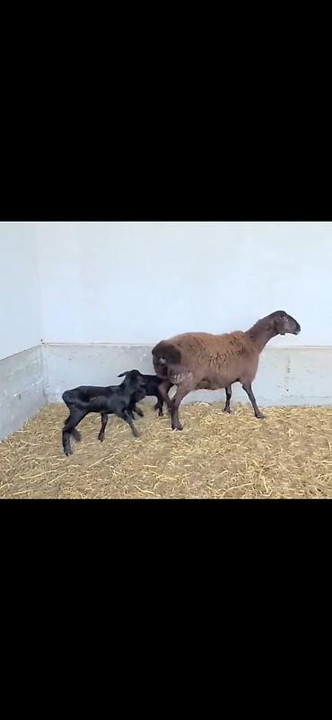 Qoyunlar, qoçlar: Qoyun və 2 quzu – ana ilə birlikdə - Cins: ehtimalən yerli — 3