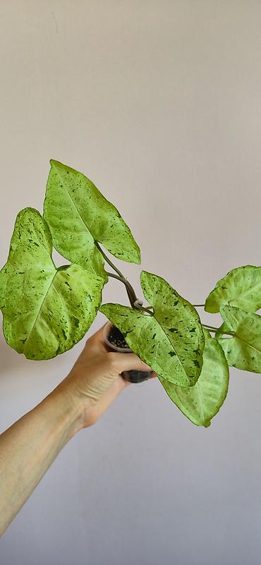 parnik salafan satilir: Syngonium green frickles. Tez böyüyen, rahat bitki. Bazar günü metro — 2