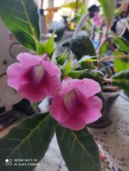 купить семена цветов в бишкеке: Комнатные цветы, растения. РАСПРОДАЮ ОСТАТКИ ПО 100 сом Каланхоэ