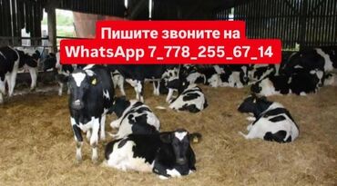 сментал уйлар: Продаю | Корова (самка), Бык (самец), Музоо, торпок | Ангус, Герефорд, Голштин | Для молока