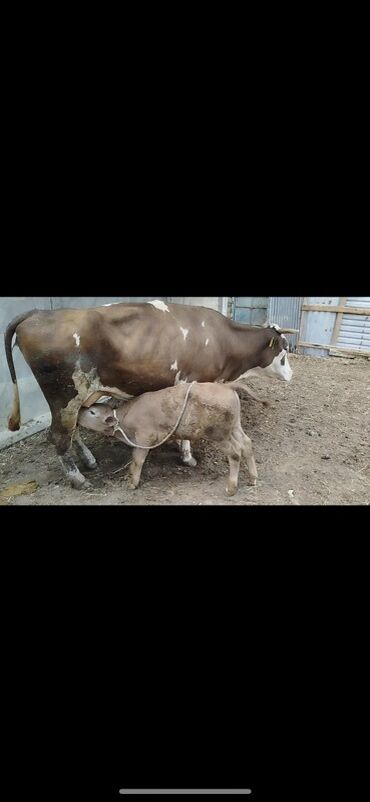 simmental inək satılır: Самка, Simental, лет: 2, Для разведения, Самовывоз