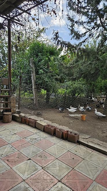 Həyət evləri və villaların satışı: Satılır: həyət evi 30 sot həyətdi bütün sənədləri var Cəlilabadın — 11